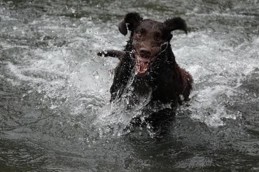 おりゃぁ~ おりゃぁ~ 犬,大型犬,レトリーバーの写真素材