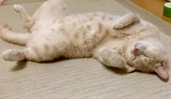 おやすみ おやすみの写真