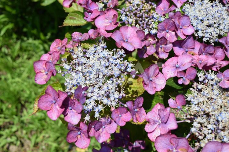 サンセット（アジサイ） サンセット,アジサイ,紫陽花の写真素材