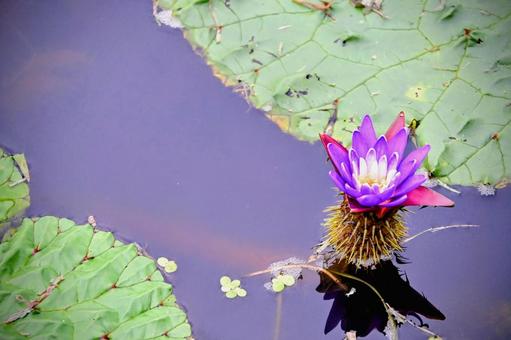 水面に浮かぶ紫色のオニバスの花 水面に浮かぶ紫色のオニバスの花 オニバス,鬼蓮,花の写真素材