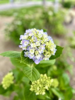 咲き始めの紫陽花 咲き始めの紫陽花の写真