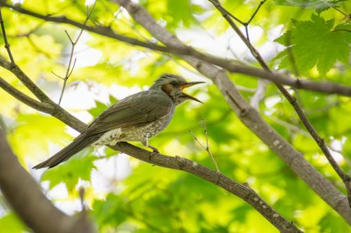 Photo, bird, wild bird, brown ears, 