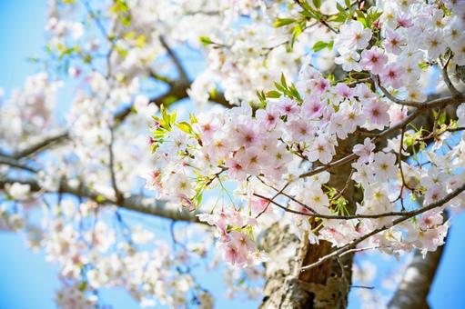 桜 桜の写真