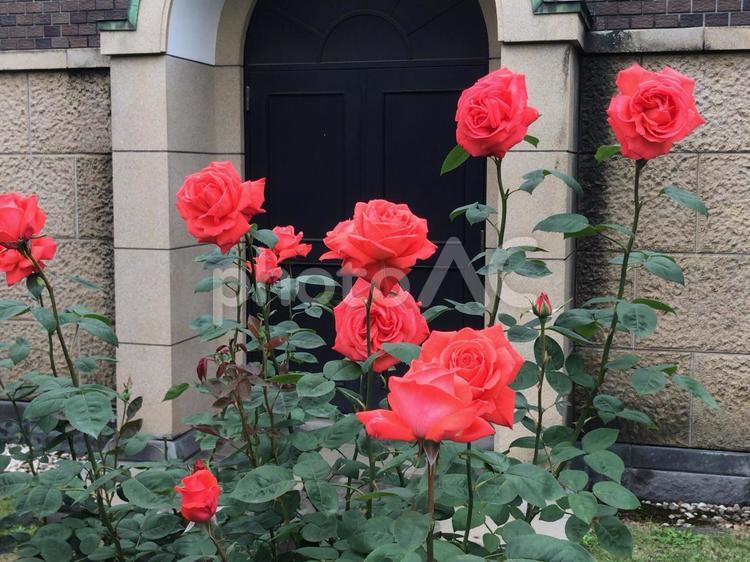 凛とした真っ赤なバラ バラ,薔薇,赤の写真素材