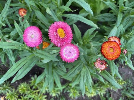 Photo, helichrysum, rustling, flower, 