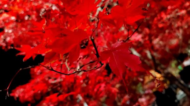 autumn leaves, JPG
