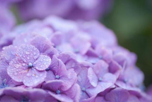 <五島の風景>梅雨の風景と紫陽花の花 <五島の風景>梅雨の風景と紫陽花の花の写真