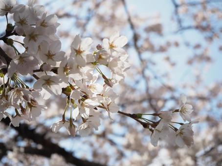 2021春 さくら,ピンク,春の写真素材