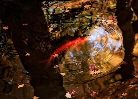 水面に浮かぶ紅葉と波紋 秋,秋イメージ,鯉の写真素材