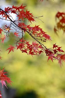 紅葉 紅葉の写真