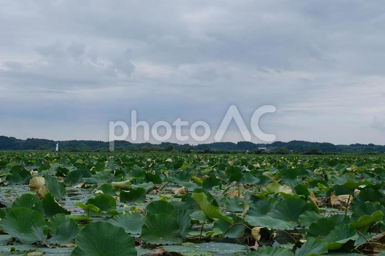 蓮の花　伊豆沼の蓮の淡いピンクの花 伊豆沼,蓮,蓮の花の写真素材
