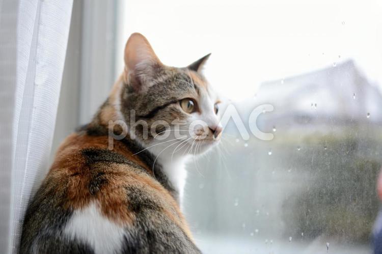 雨の日に窓の外を眺めている三毛猫 猫,ネコ,ねこの写真素材