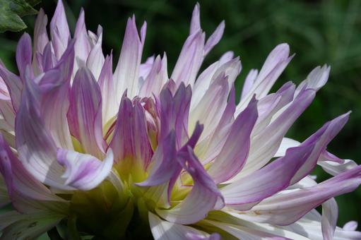色鮮やかな大輪 色鮮やかな大輪 ダリア,花,キク科の植物の写真素材