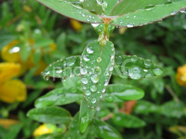雨上がり・水滴の残る植え込みの葉その２ 葉,葉っぱ,植物の写真素材