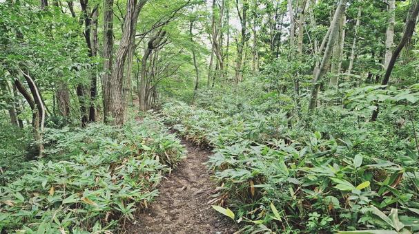 笹薮と登山道 笹薮と登山道の写真