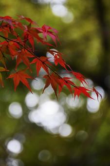 紅葉 紅葉の写真