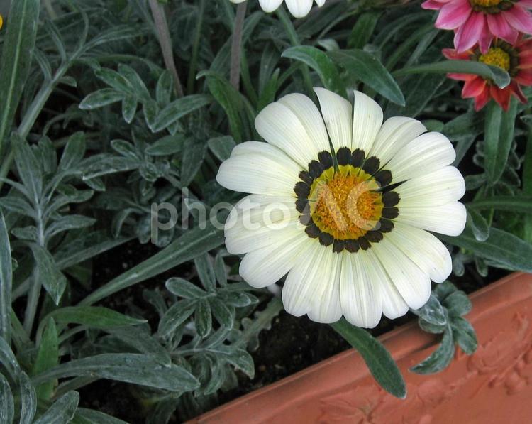 クンショウギク クンショウギク,勲章菊,ガザニアの写真素材