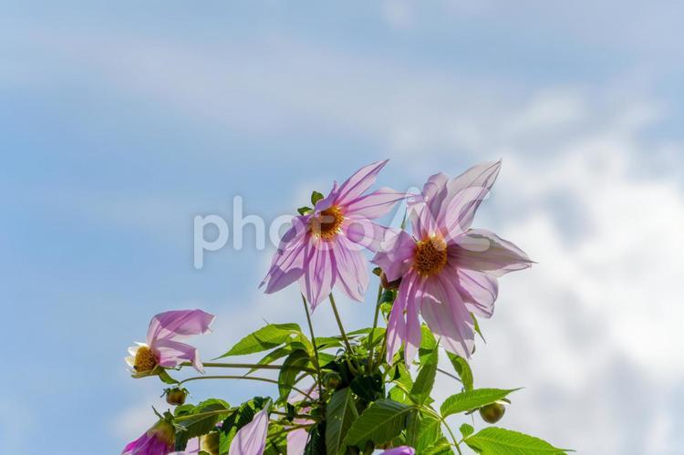 青空に映える皇帝ダリア 皇帝ダリア,花,花びらの写真素材