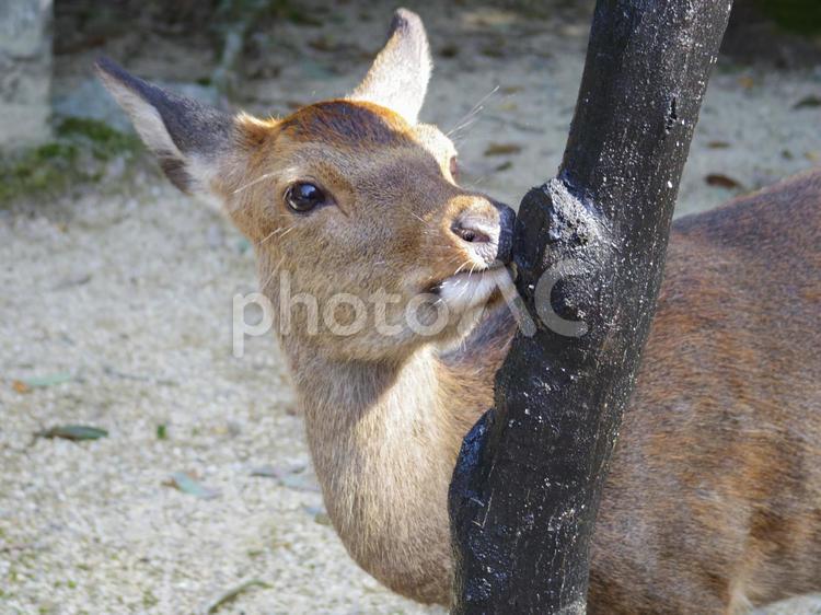 木の芽を捜す鹿 宮島,鹿の写真素材