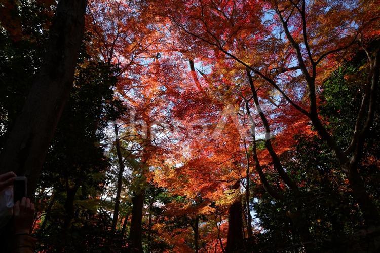 木々に包まれた紅葉 自然,秋,風景の写真素材