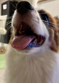 犬の口 犬の口 パピヨン,papillon,犬の写真素材