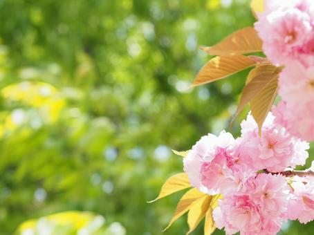 満開の八重桜の花と枝と緑 満開の八重桜の花と枝と緑の写真