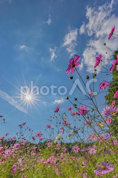コスモス コスモス,ピンク,季節の花の写真素材