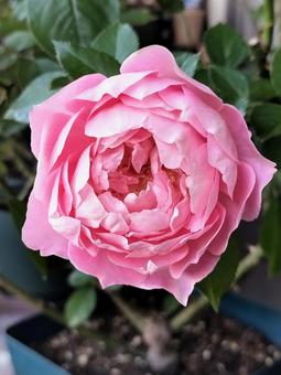 ベランダのバラ・ローブデコルテ バラ,薔薇,ローブデコルテの写真素材