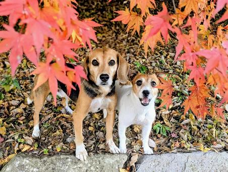 紅葉と僕達③ 犬,ビーグル,ジャックラッセルテリアの写真素材