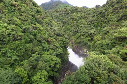 屋久島 屋久島の写真