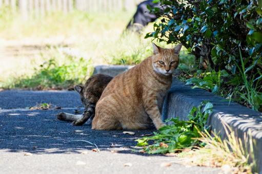 猫(245) 猫(245)の写真
