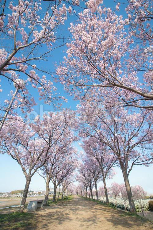 青空が爽やかな桜並木 桜,春,花の写真素材