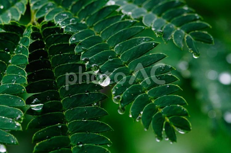 雨が降り水玉がついた緑の葉っぱ 水玉,雨,葉っぱの写真素材