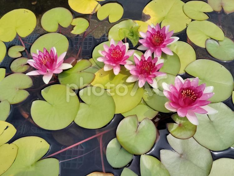 スイレンの咲く池　満開 花,満開,開花時期の写真素材