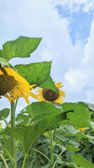 かくれんぼ 空,ひまわり,夏の写真素材