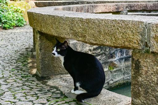 Photo, cat, suzhou, tiger hill, 