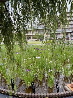 堀切菖蒲園 曇り空の下咲き誇る花菖蒲 堀切菖蒲園 曇り空の下咲き誇る花菖蒲の写真