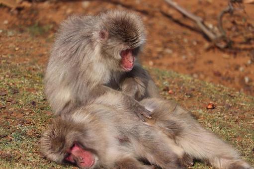 サルの毛繕い サルの毛繕いの写真