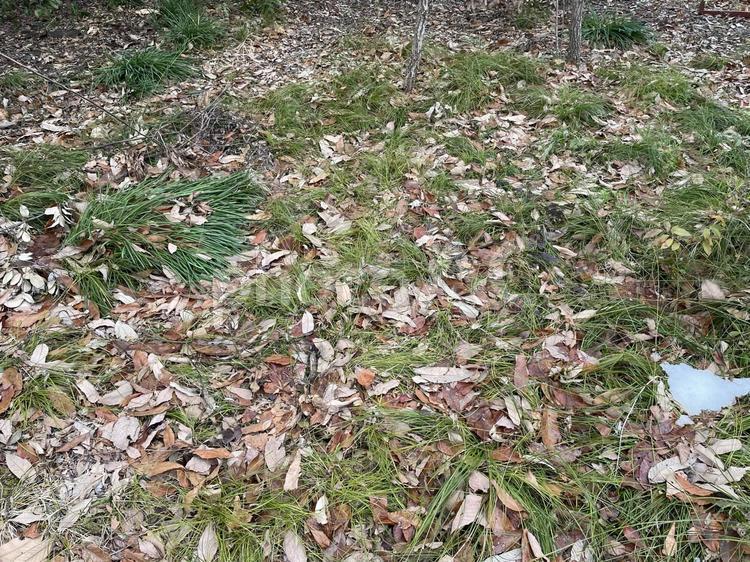 枯れ葉が残る早春の地面 地面,枯葉,雑木林の写真素材