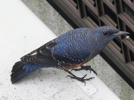 イソヒヨドリ イソヒヨドリの写真