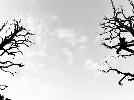 木の枝と空 木,枝,空の写真素材