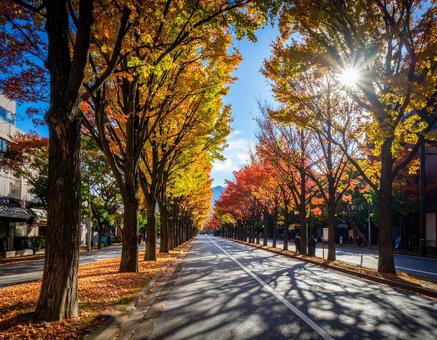 青空が広がる並木道 青空が広がる並木道の写真