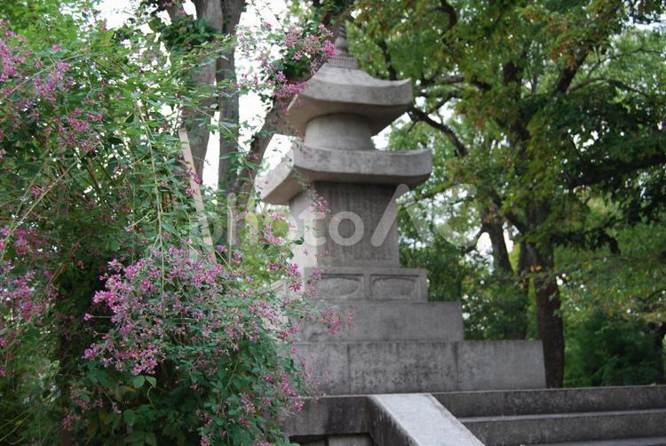 道明寺　萩の花と石塔 奈良県,道明寺,寺の写真素材