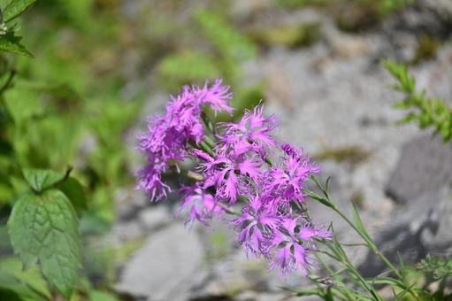 ナデシコ ナデシコ 高山植物,夏,花の写真素材