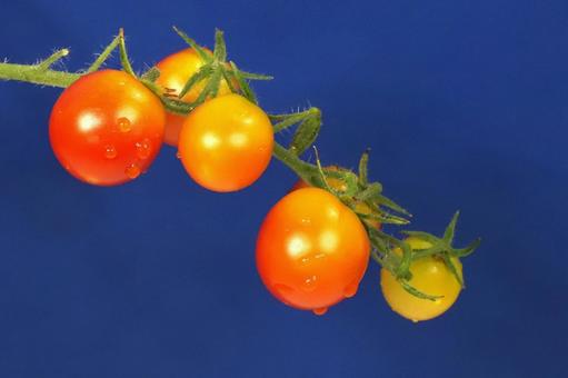 朝つゆのミニトマト 朝つゆのミニトマト 野菜,食べ物,食材の写真素材