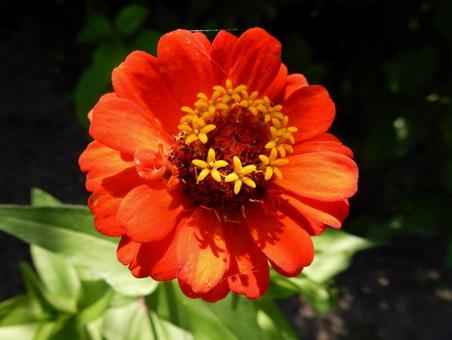 [Flower photo] Zinnia elegans, JPG