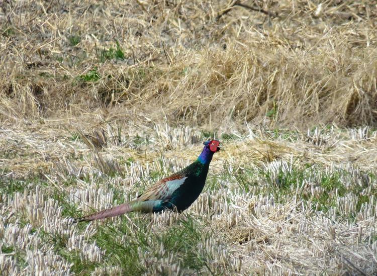 田んぼの中を歩くキジのオス キジ,雉,鳥の写真素材