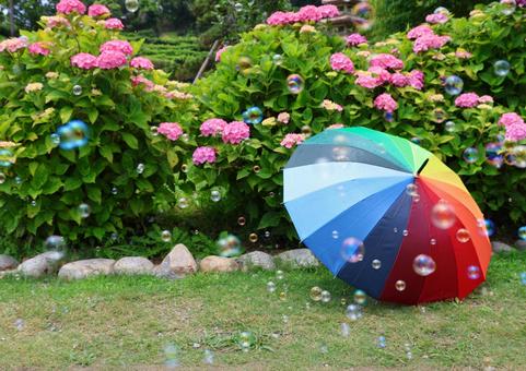 紫陽花とシャボン玉 紫陽花とシャボン玉 紫陽花,花,梅雨の写真素材