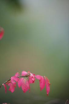 紅葉と緑の背景 紅葉と緑の背景の写真