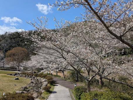 塩江の桜 塩江の桜 塩江,香川県,さくらの写真素材
